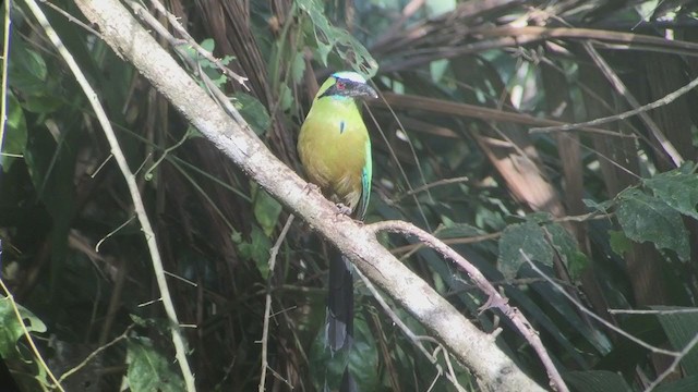 Motmot caraïbe - ML257859411