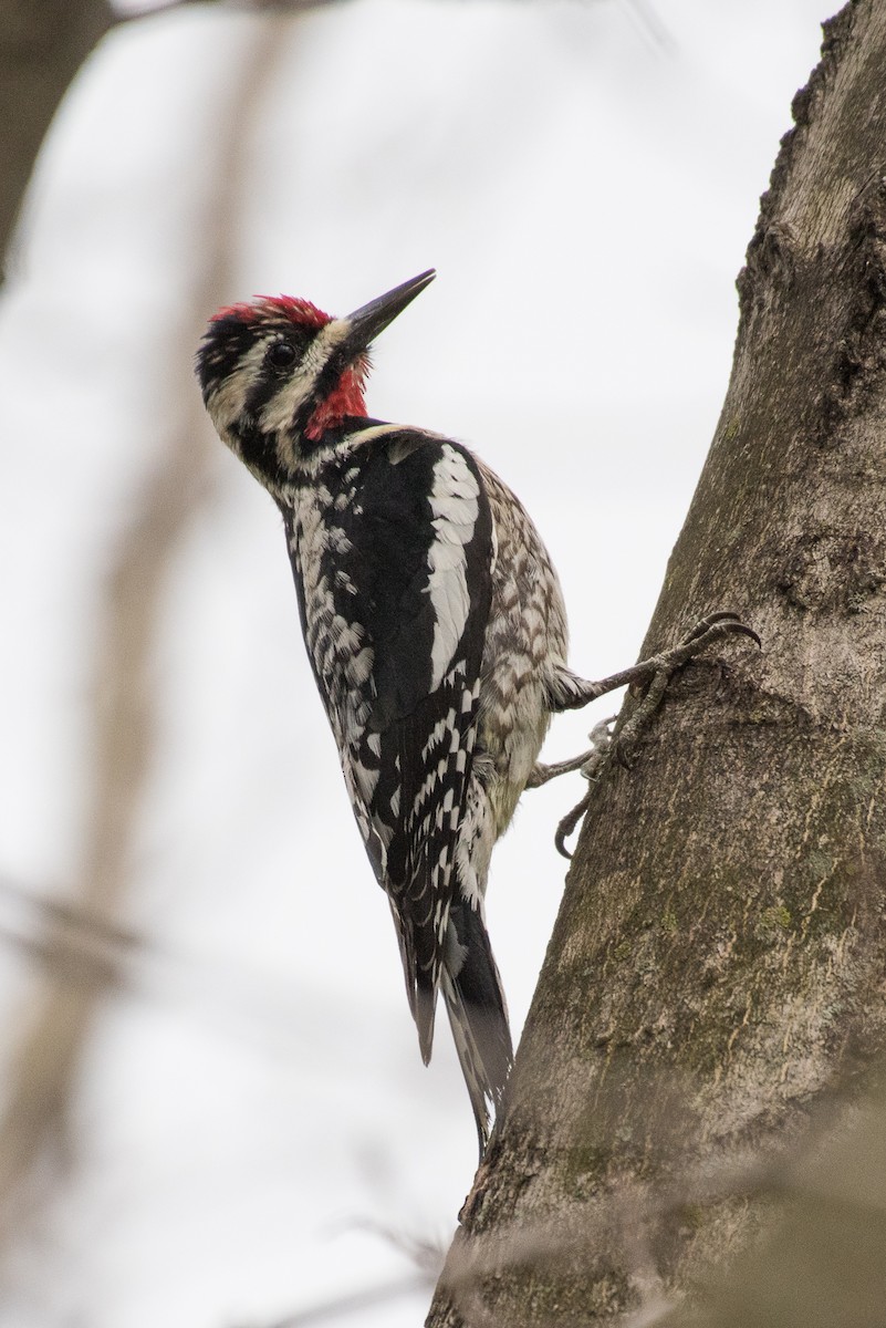 Yellow-bellied Sapsucker - ML257859771