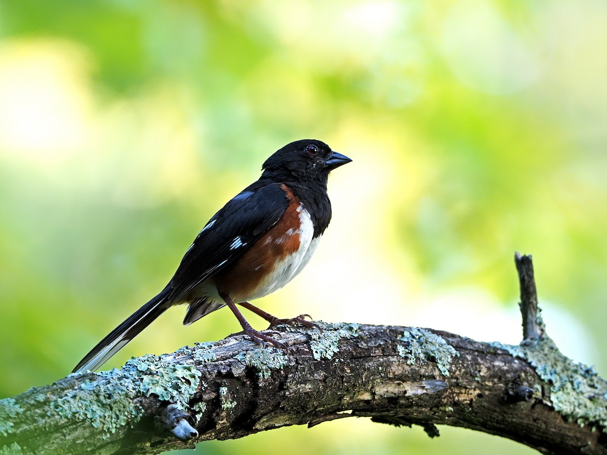 Eastern Towhee - ML257859801