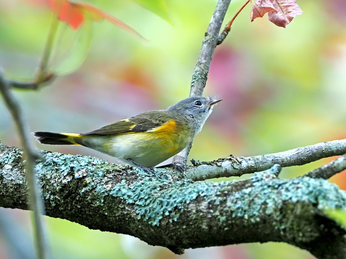 American Redstart - Gary Mueller