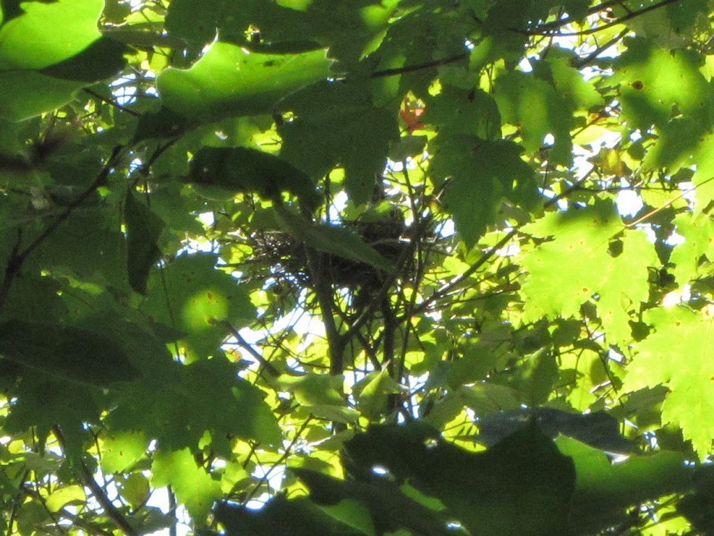 Yellow-billed/Black-billed Cuckoo - ML257860501