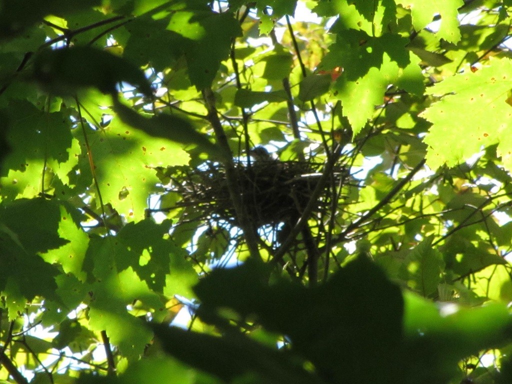 Yellow-billed/Black-billed Cuckoo - ML257860511