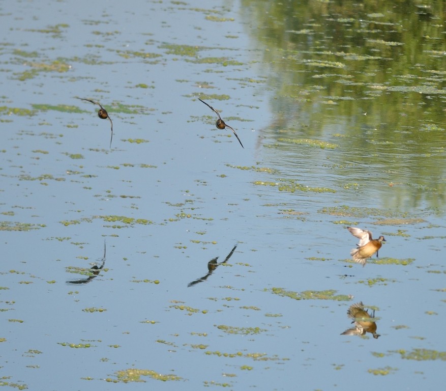 Garganey - Gordan Pomorišac