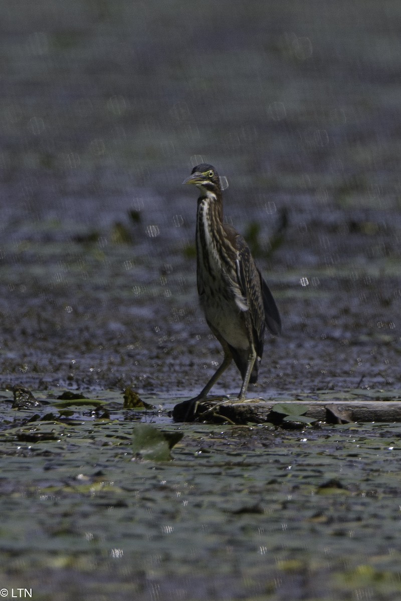 Green Heron - ML257863321