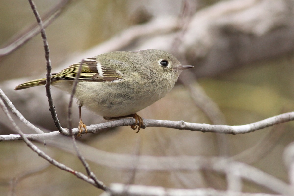 Ruby-crowned Kinglet - ML25786351