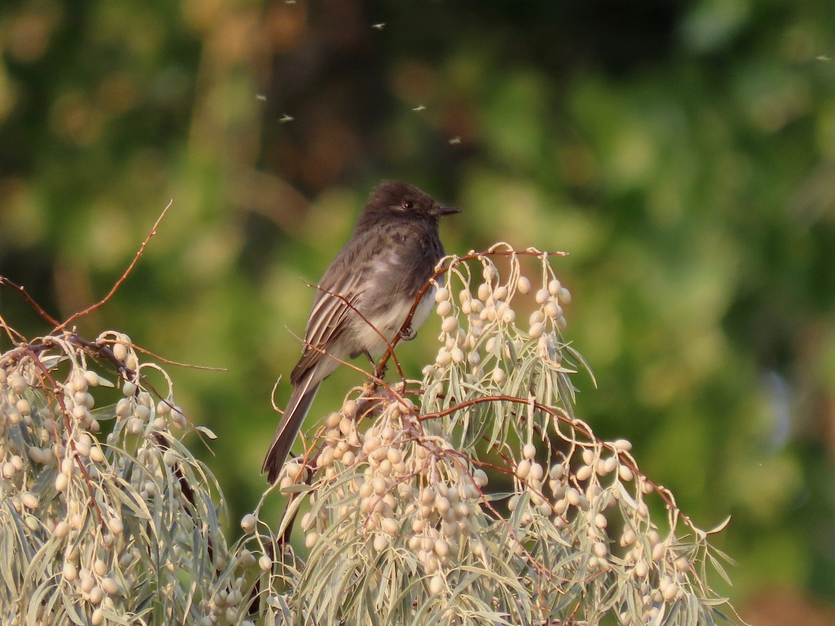 Black Phoebe - ML257864141