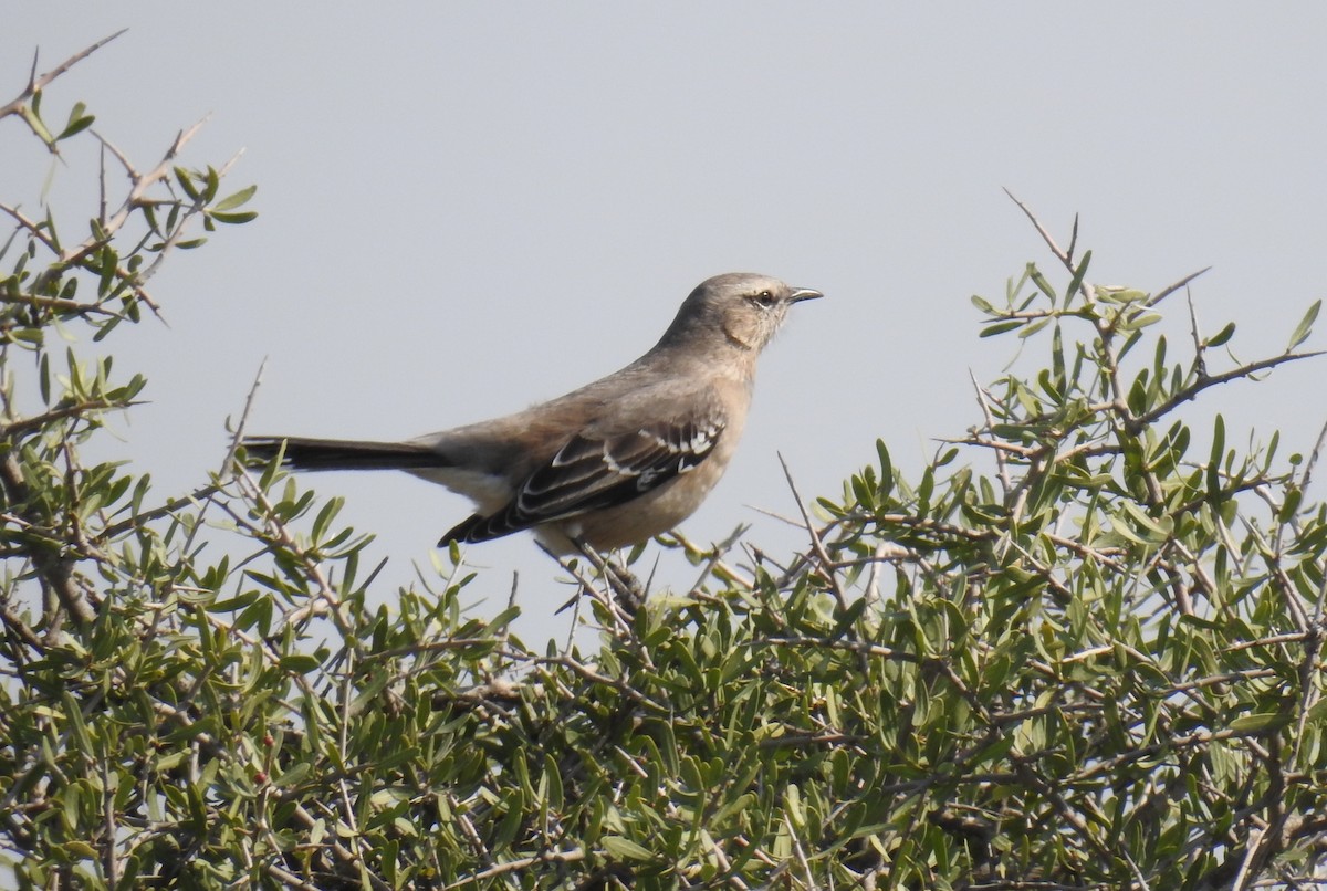 Patagonian Mockingbird - ML257864161
