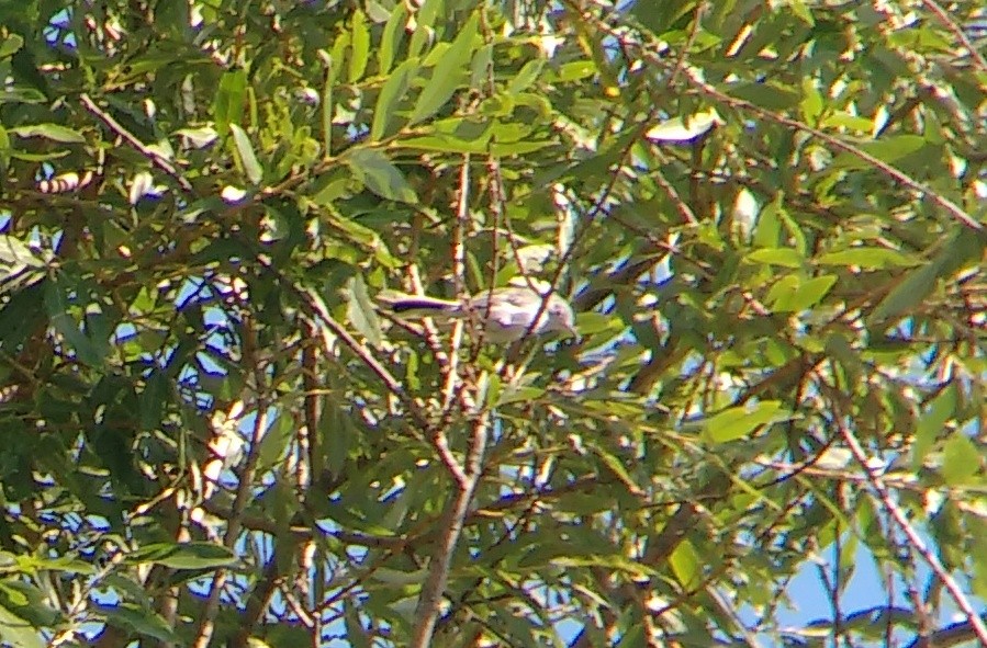 Blue-gray Gnatcatcher - ML257864971