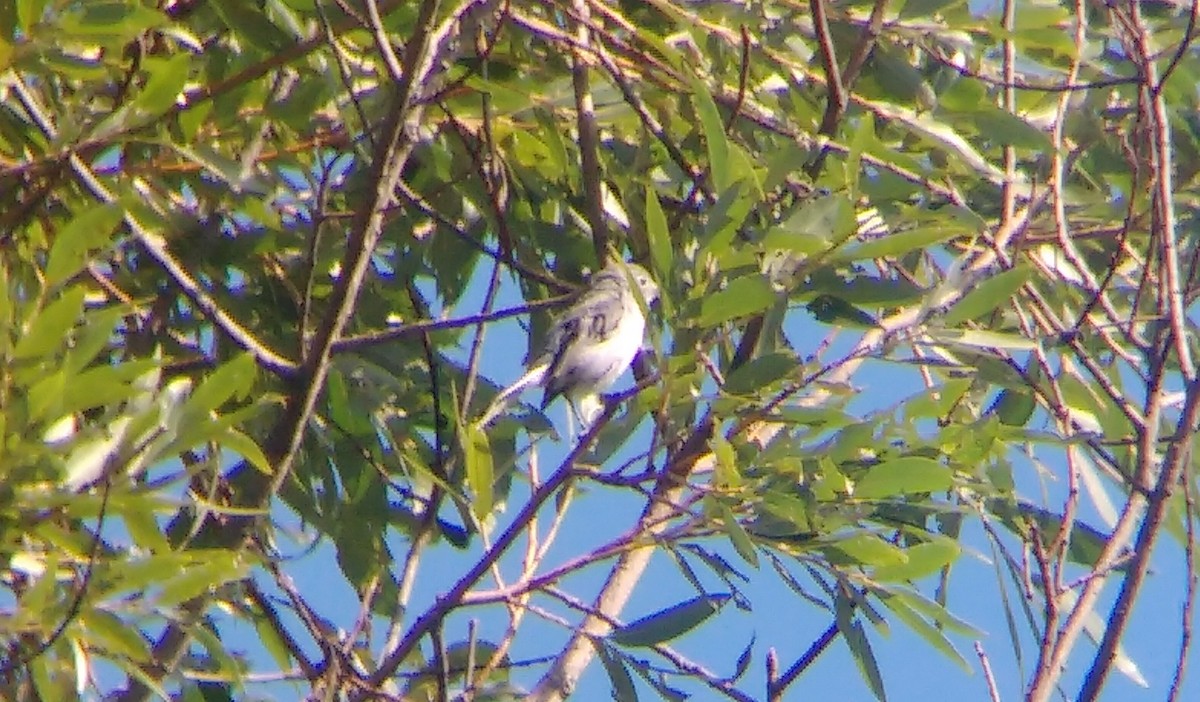 Blue-gray Gnatcatcher - ML257865121