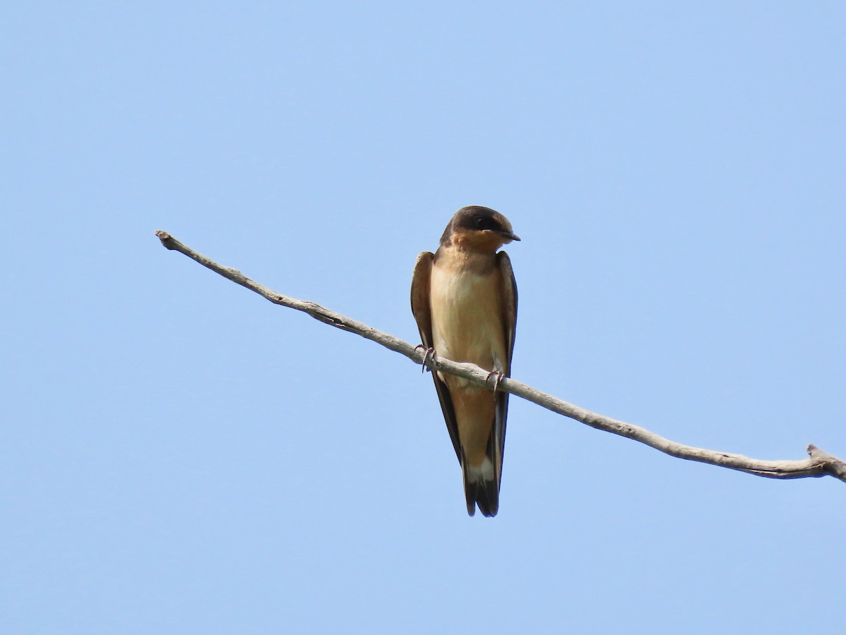 Barn Swallow - ML257865371
