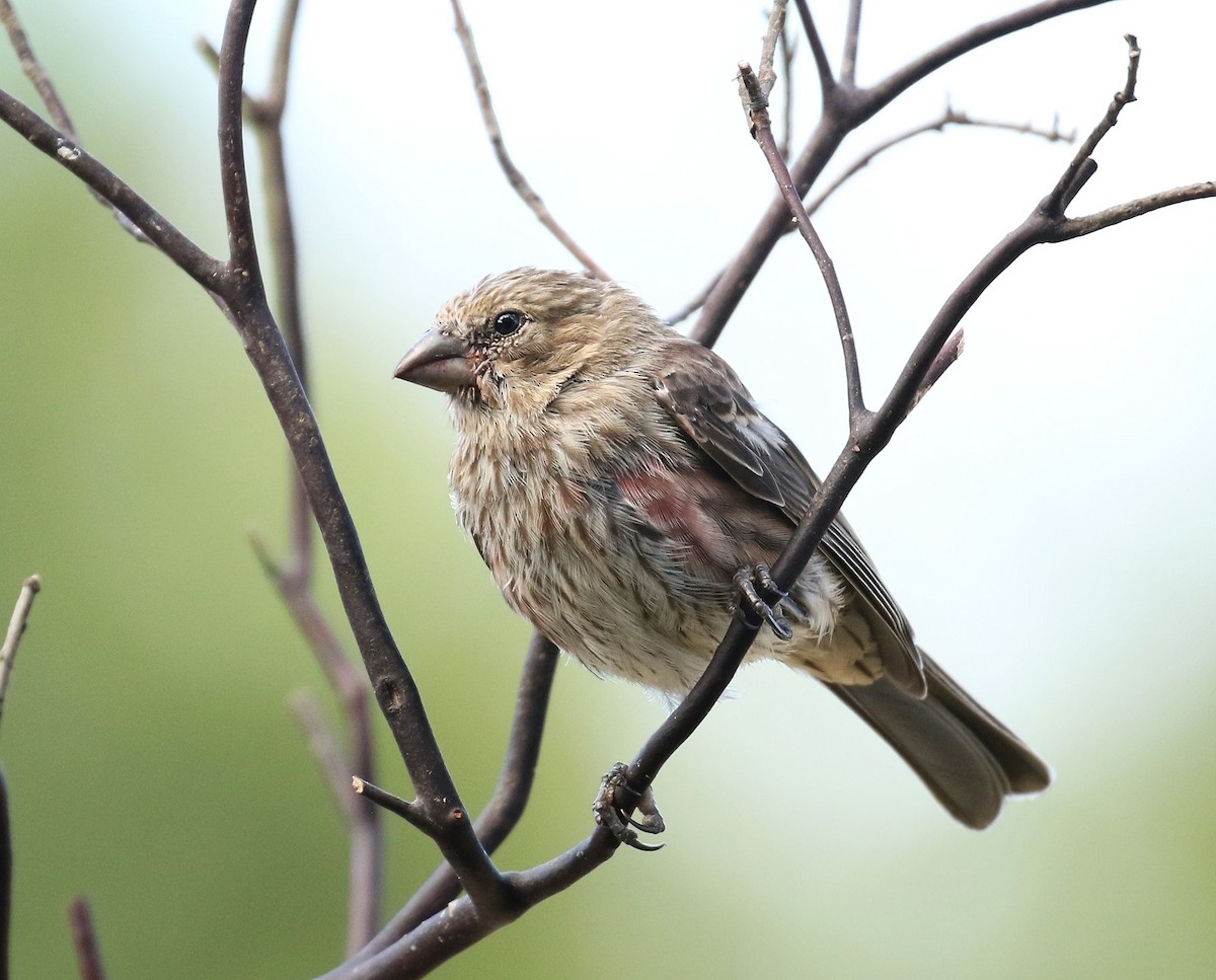 House Finch - ML257865411