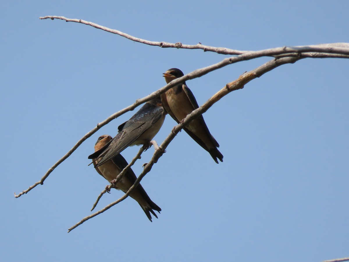 Barn Swallow - ML257865451