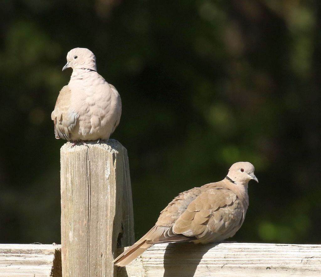 Eurasian Collared-Dove - ML257865611