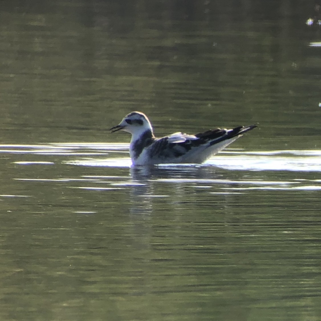 Little Gull - ML257865991