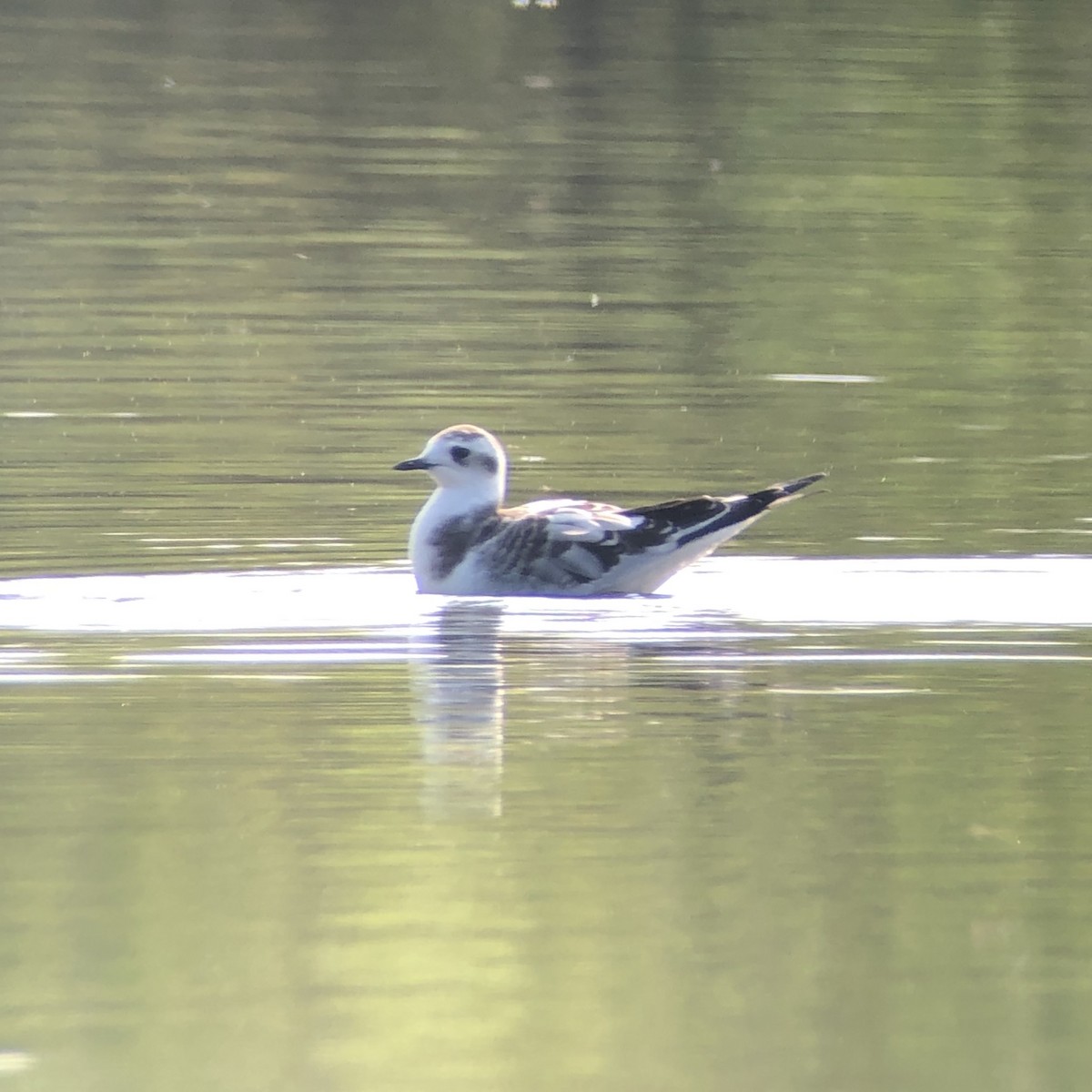 Little Gull - ML257866001