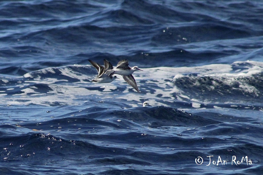 Red-necked Phalarope - ML25786721