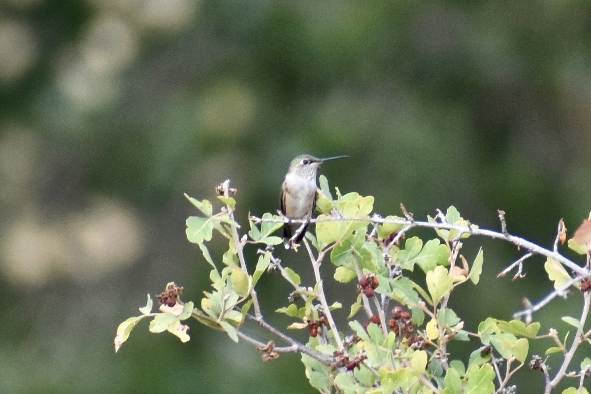 Broad-tailed Hummingbird - ML257867981