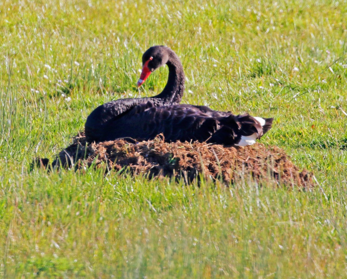 Black Swan - ML257869581