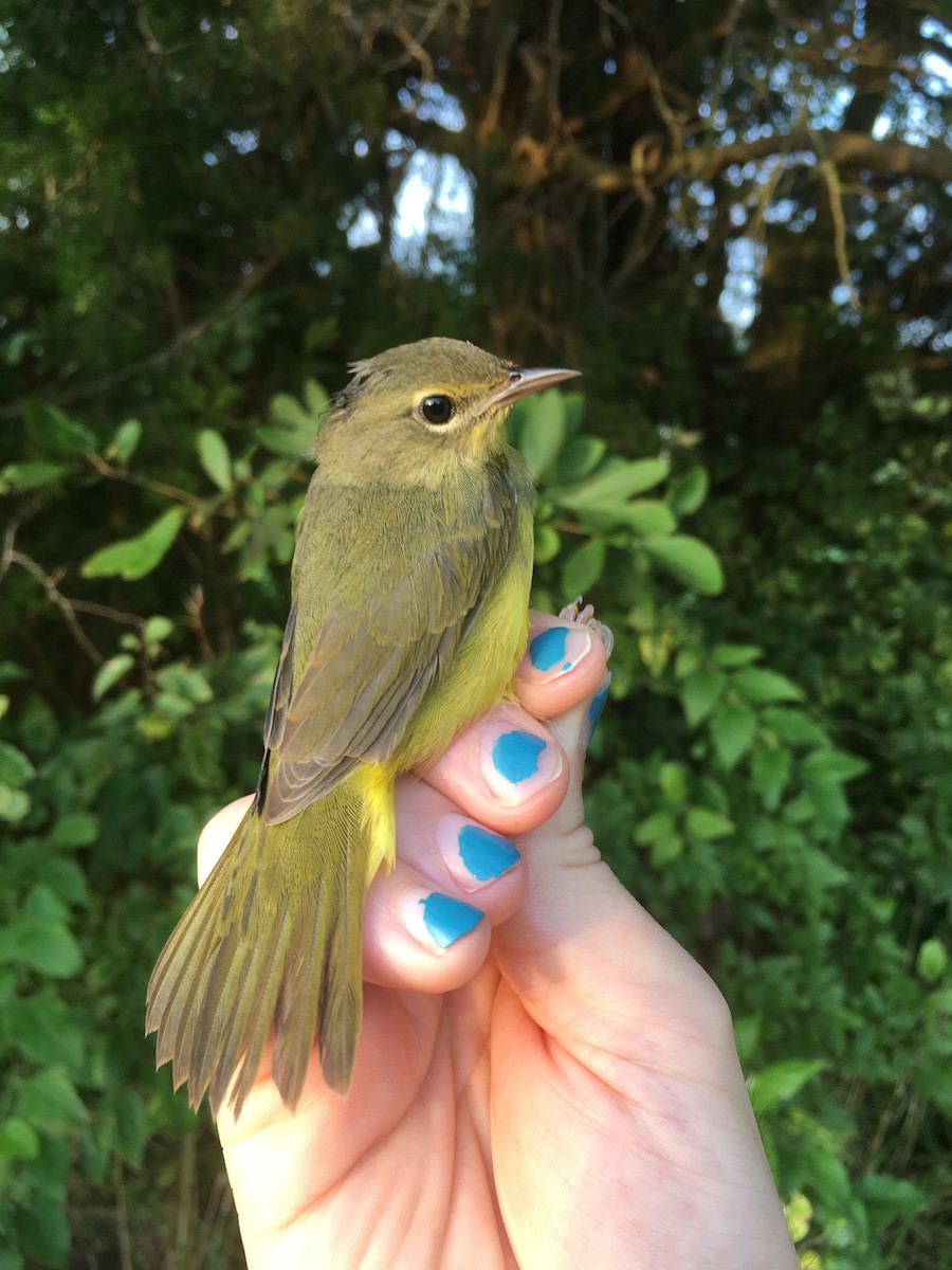 Mourning Warbler - ML257869691