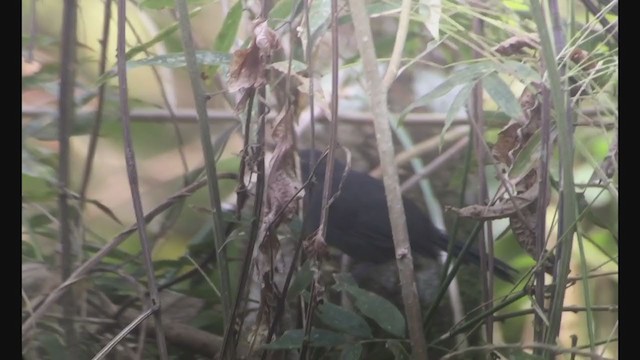 Dusky Antbird - ML257869991