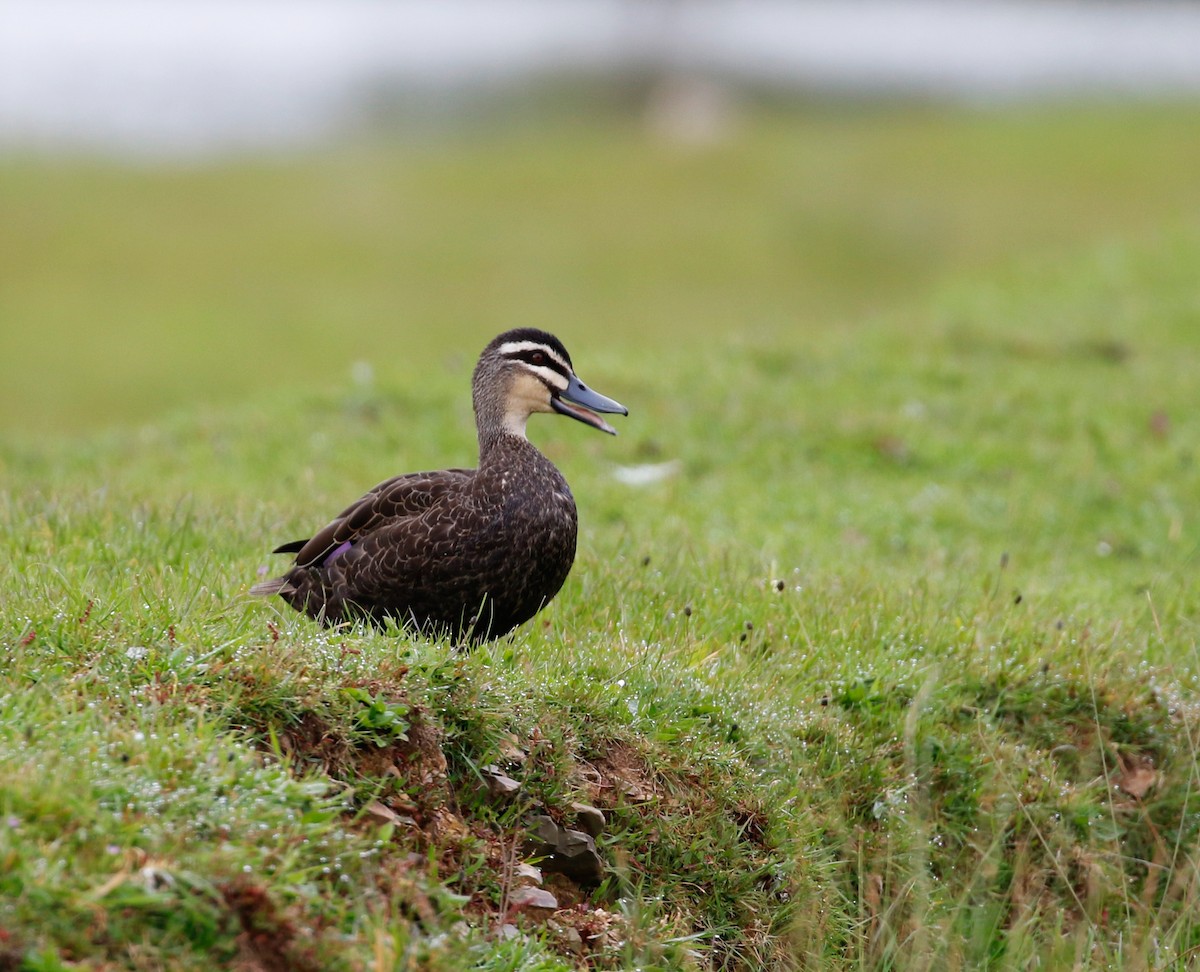 Pacific Black Duck - ML257870541