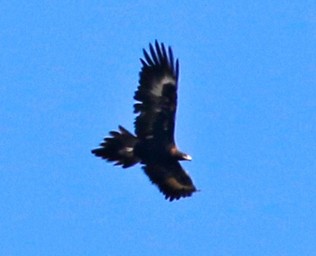 Wedge-tailed Eagle - ML257870591