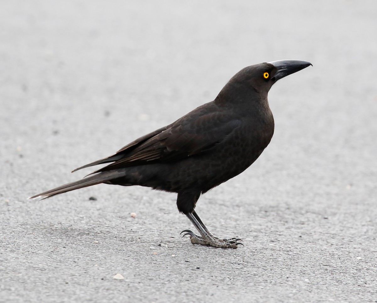 Black Currawong - ML257871711