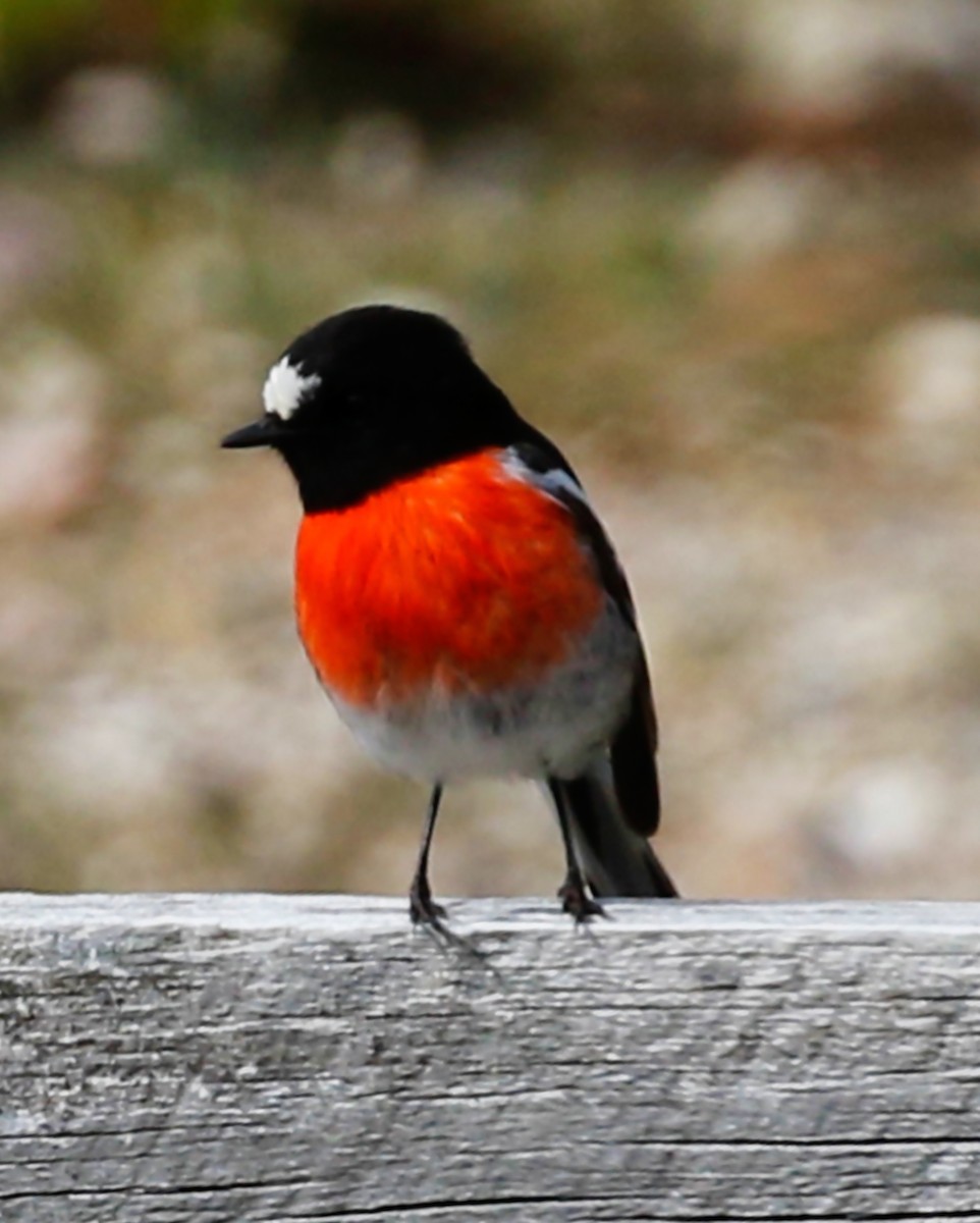 Scarlet Robin - ML257872041