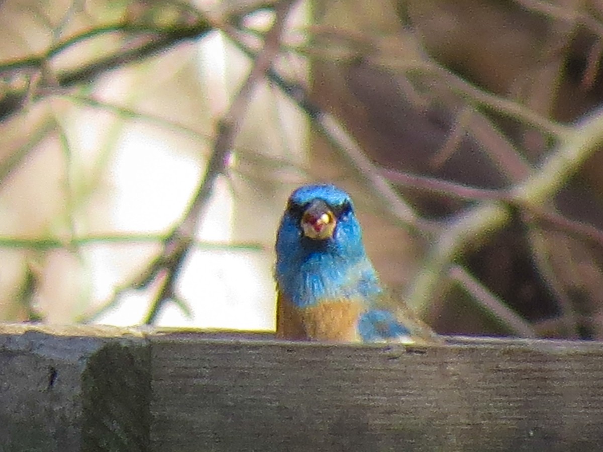 Lazuli Bunting - Elizabeth Wilkins