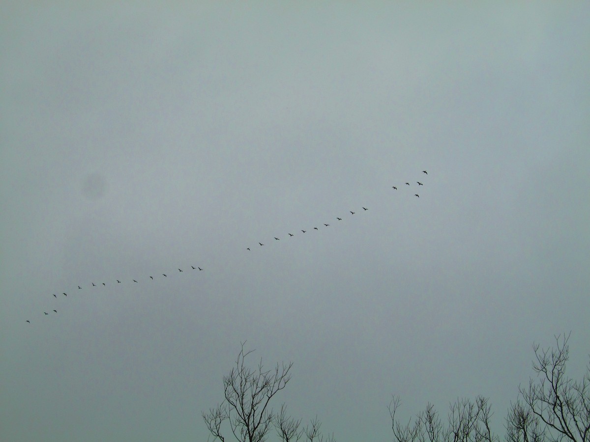 Canada Goose - ML25787601