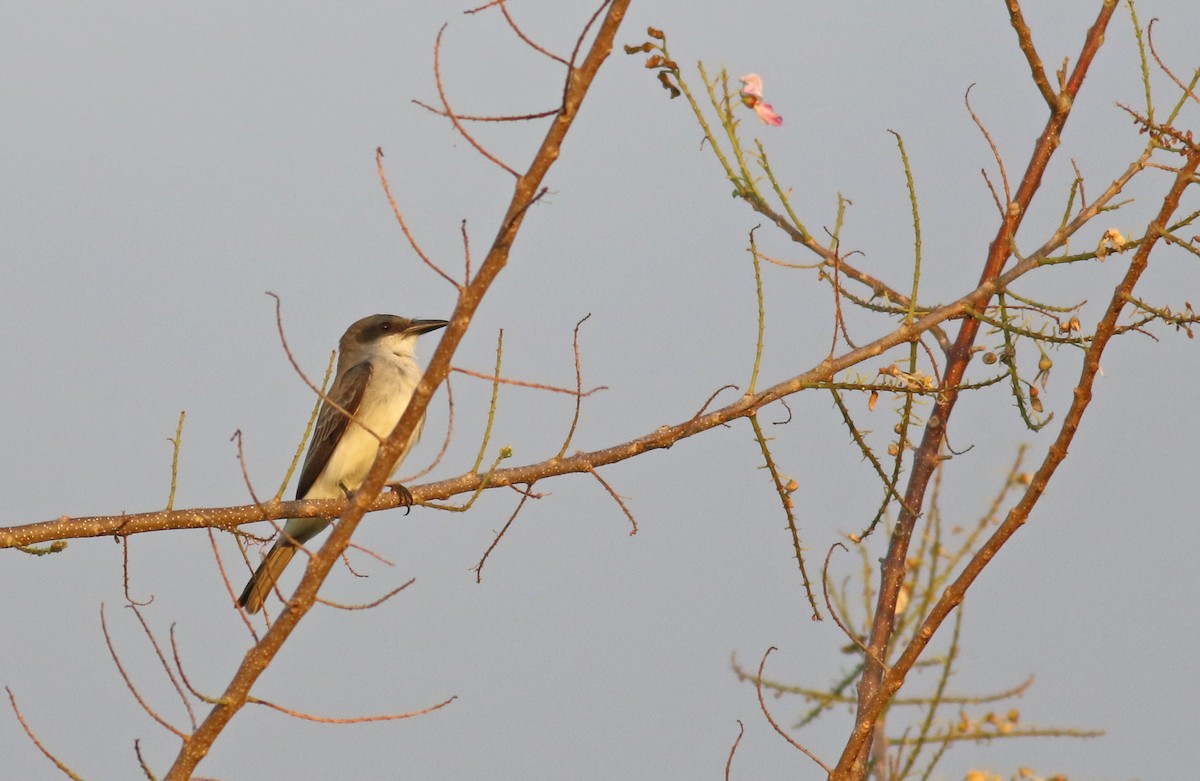 Gray Kingbird - ML257876681