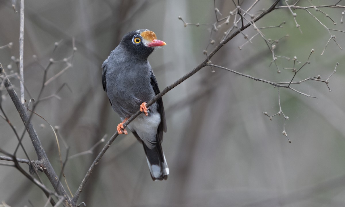 Chestnut-fronted Helmetshrike - Zak Pohlen