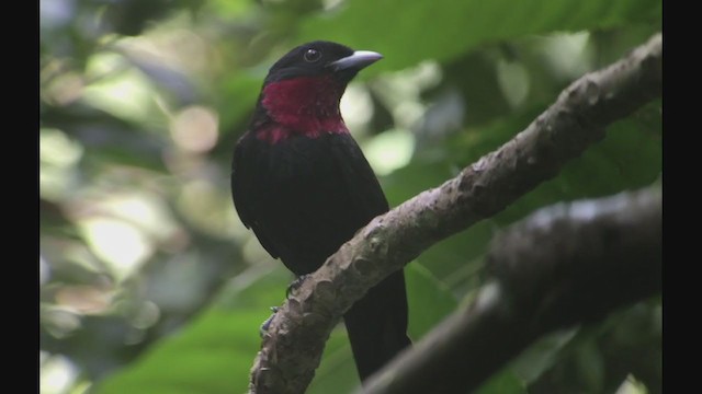 Purple-throated Fruitcrow - ML257878171