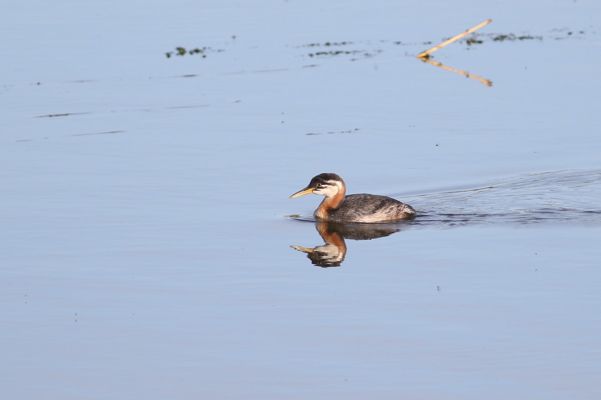 Red-necked Grebe - ML257878991