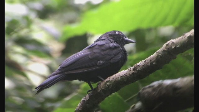 Purple-throated Fruitcrow - ML257879031