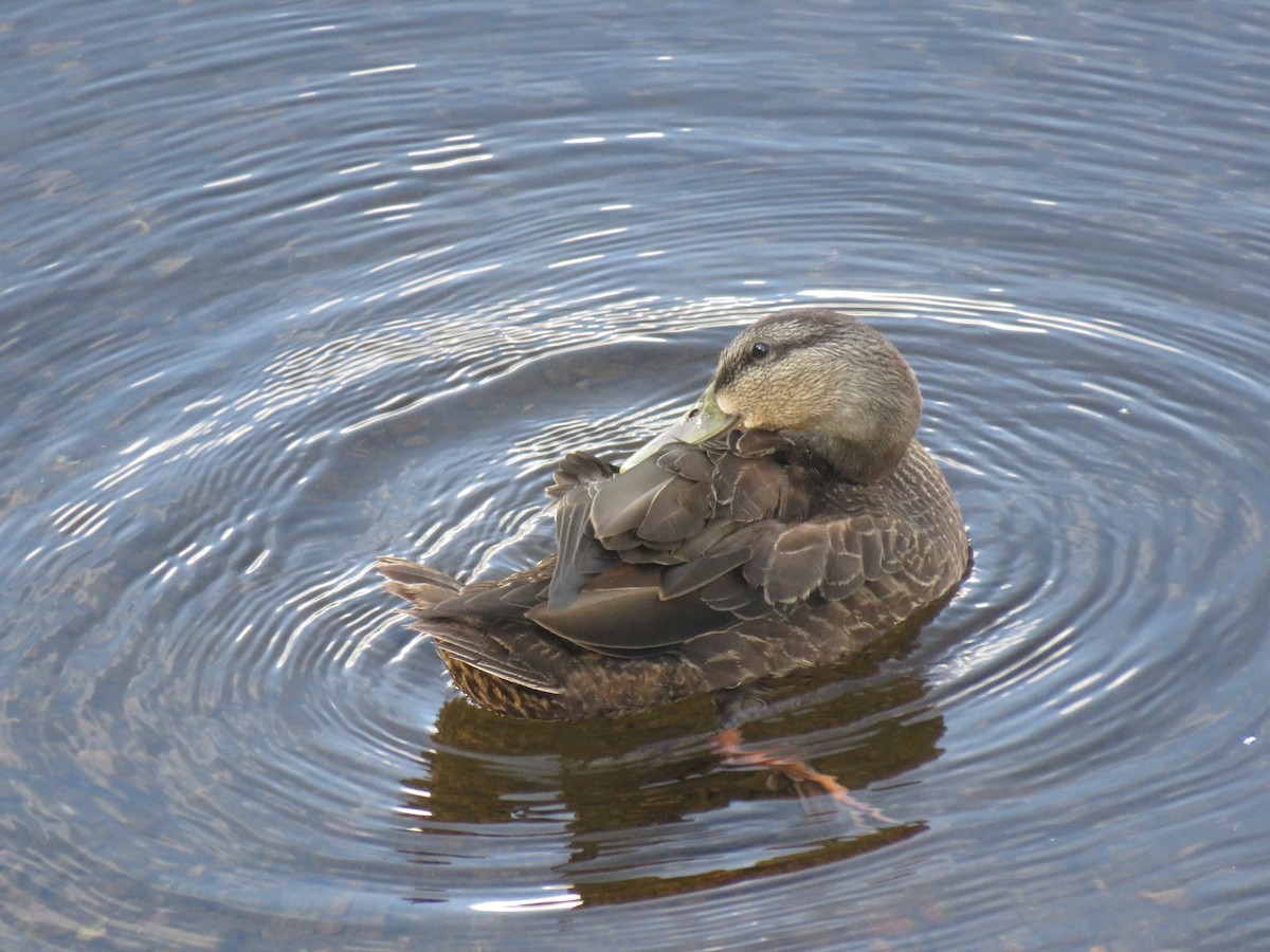 American Black Duck - ML257879251