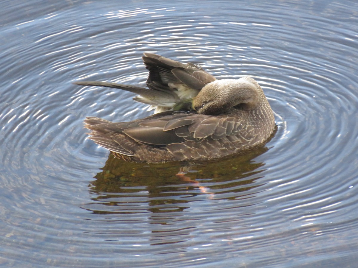 American Black Duck - ML257879271