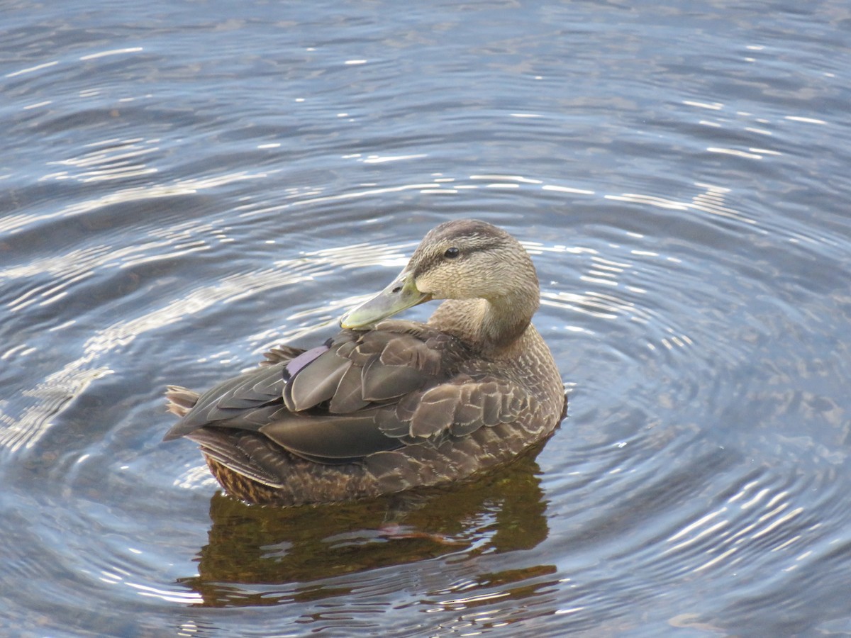 American Black Duck - ML257879281