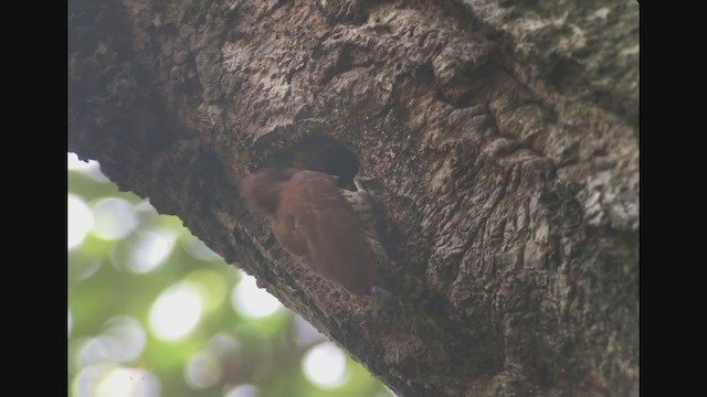 Cinnamon Woodpecker - ML257879851