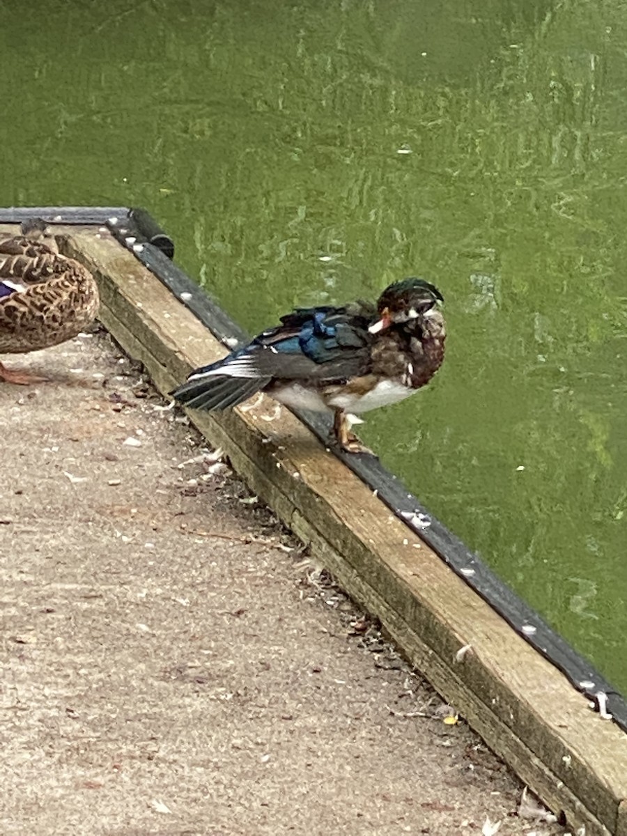 Anatidae sp. (dabbling duck sp.) - ML257880321