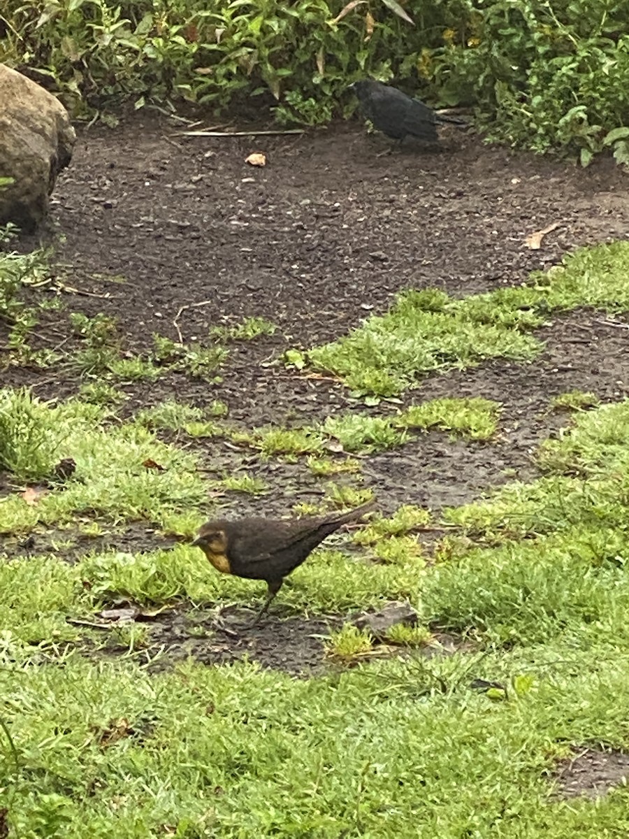 Yellow-headed Blackbird - ML257880431