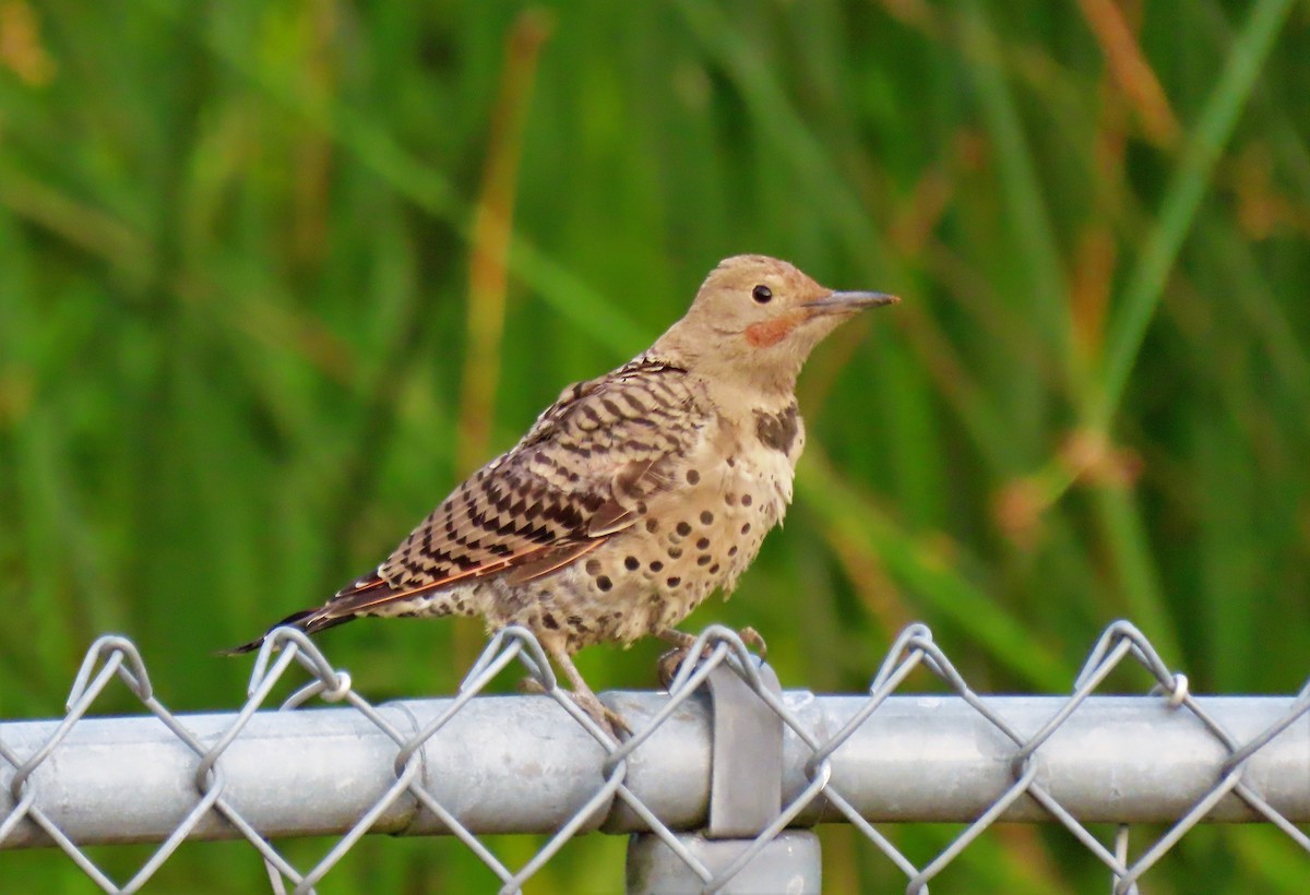 Northern Flicker (Red-shafted) - ML257880511