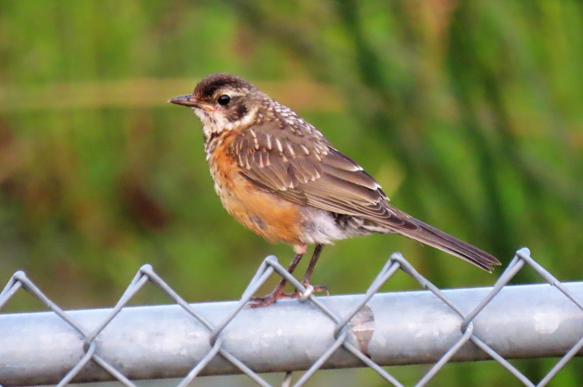 American Robin - ML257880621