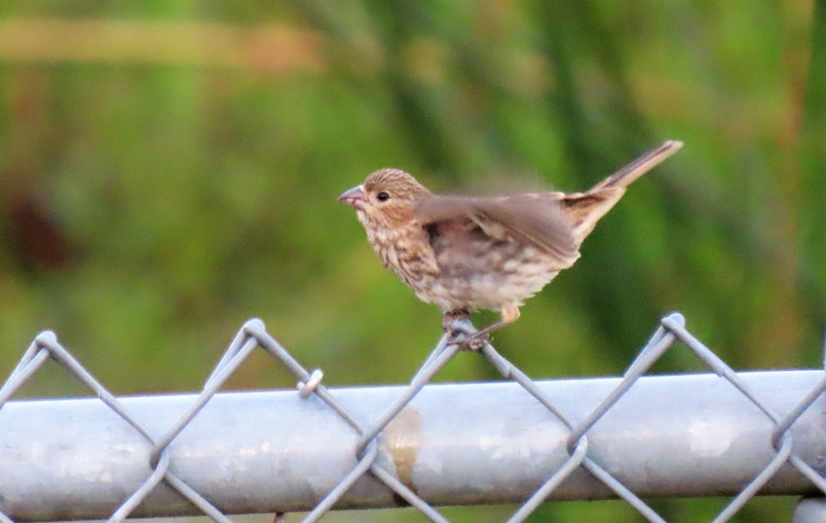 House Finch - ML257880861