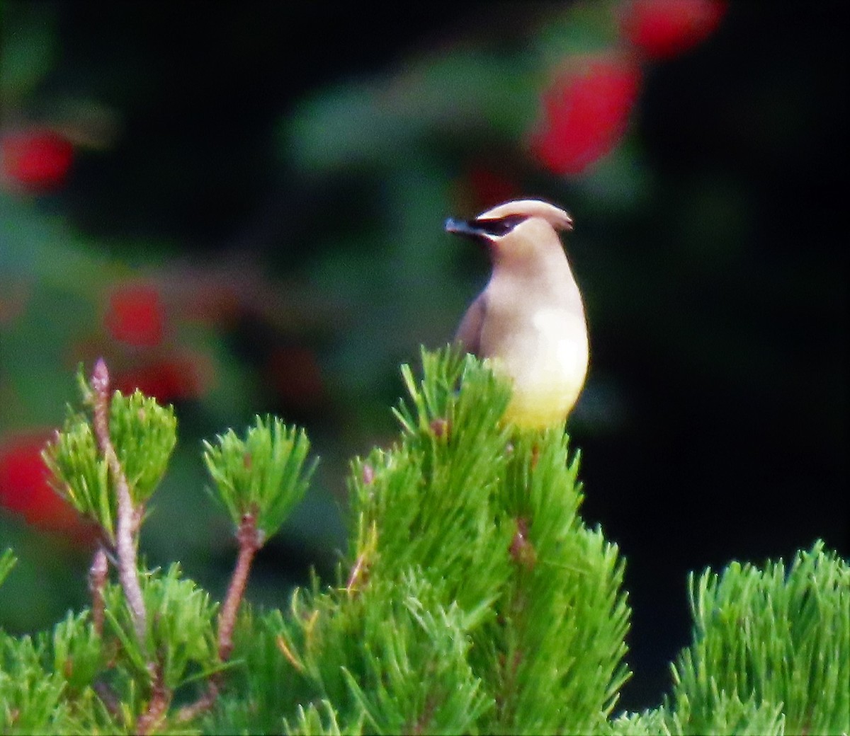 Cedar Waxwing - ML257881011