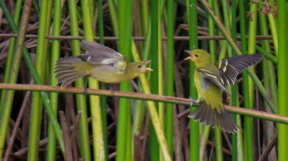 American Goldfinch - ML257881101