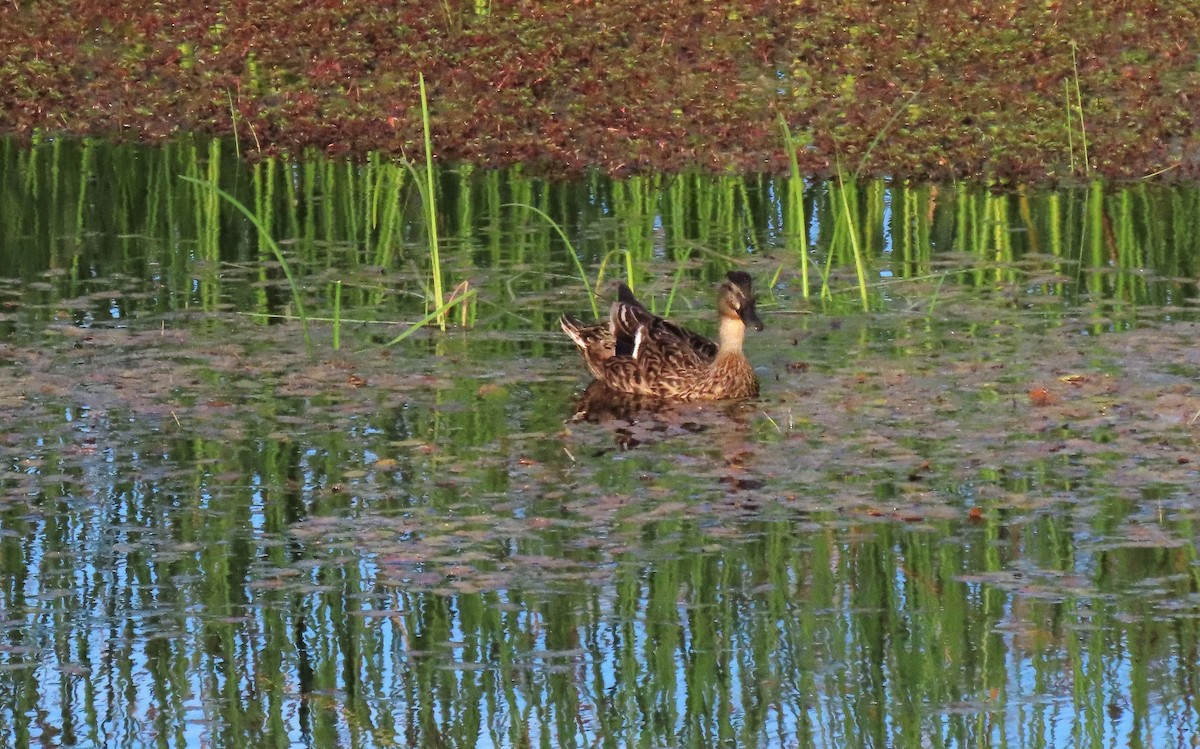 Mallard - ML257881681