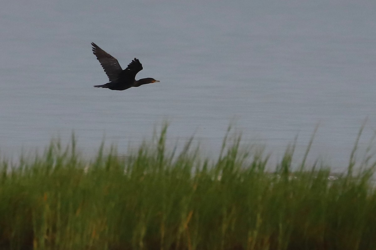 Double-crested Cormorant - ML257882101