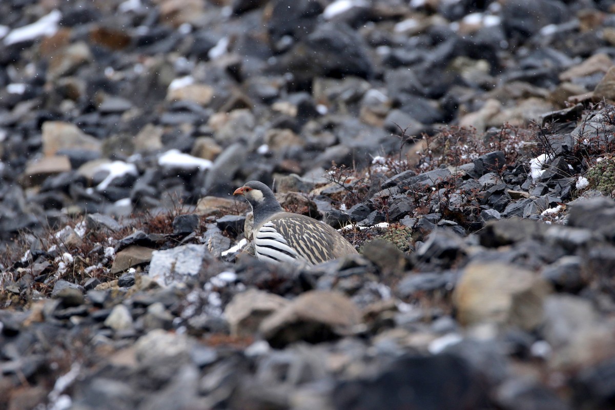 Tibetan Snowcock - ML257882671