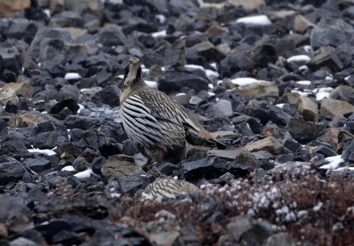 Tibetan Snowcock - ML257882681